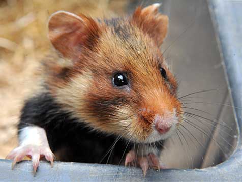 Name:  hamster_dpa.jpg
Hits: 293
Gre:  20,7 KB