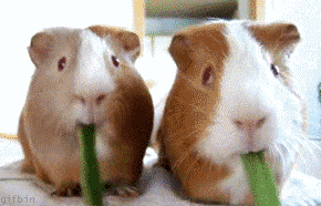 Name:  guineapigsnom.gif
Hits: 75
Gre:  1,94 MB