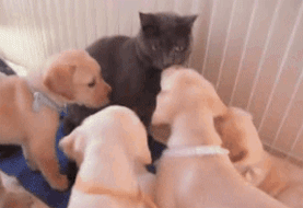 Name:  1370082781907.gif
Hits: 59
Gre:  989,7 KB