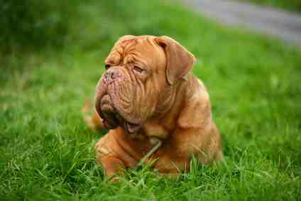 Name:  bordeaux-dogge.jpg
Hits: 8990
Gre:  7,6 KB