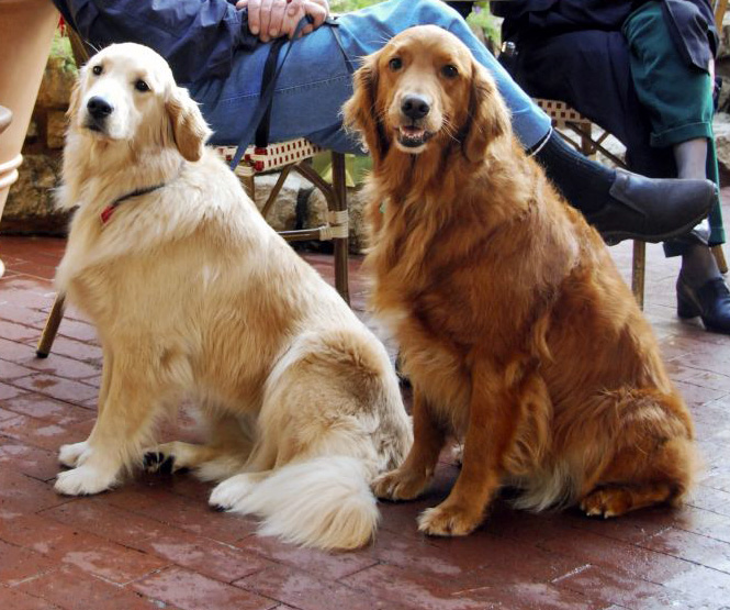 Name:  Golden_Retrievers_dark_and_light.jpg
Hits: 186
Gre:  179,1 KB