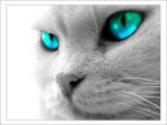 Avatar von inuria